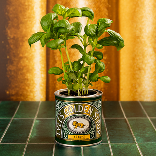 Potted plant growing out of a Lyles Golden Syrup can on a tiled surface with a gold curtain background.