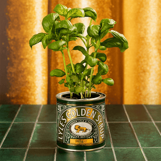 Lyle's golden Syrup tin upcycled as a plant pot